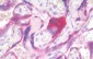 CD59 Antibody (N-Terminus)